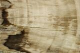 Polished Petrified Wood Stand-up - McDermitt, Oregon #172093-1